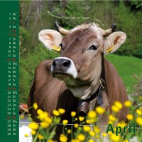 kuhlender 2015  (wandkalender)