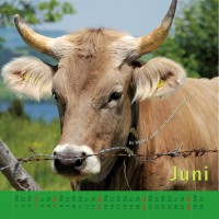 kuhlender 2015  (wandkalender)