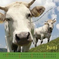 kuhlender 2018  (Wandkalender)