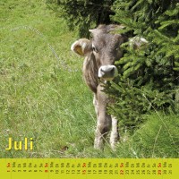 kuhlender 2018  (Wandkalender)