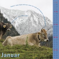kuhlender 2019 (wandkalender)