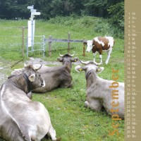 kuhlender 2010 (tischkalender)