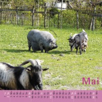 saulender 2010 (wandkalender)