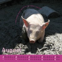 saulender 2010 (wandkalender)