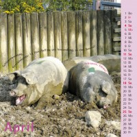 saulender 2010 (tischkalender)