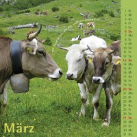 kuhlender 2011 (wandkalender)