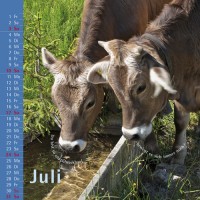 kuhlender 2011 (wandkalender)