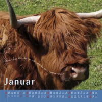 kuhlender 2012  (wandkalender)