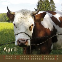 kuhlender 2012  (wandkalender)