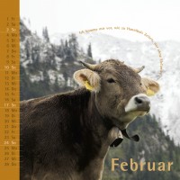 kuhlender 2013  (wandkalender)