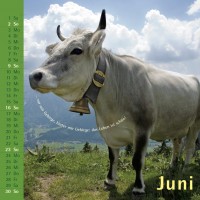 kuhlender 2013  (wandkalender)