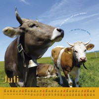 kuhlender 2013  (wandkalender)
